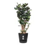 greenville rond 47cm living noir